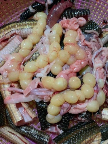 ពស់ព្រលិតពង