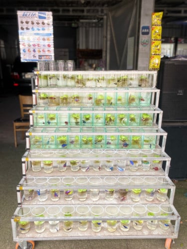 ជីងណាន លក់ត្រីក្រឹមបោះដុំ និងរាយ