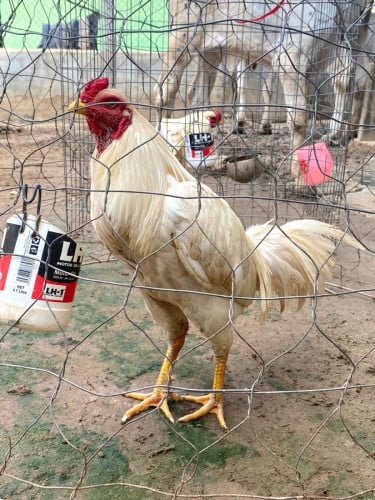 ជេីង​ខ្លាំង​វ៉ៃ​ខ្លាំង​