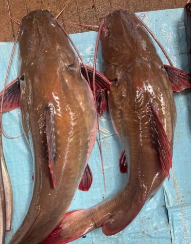 មានបោះដុំត្រីខ្យារ