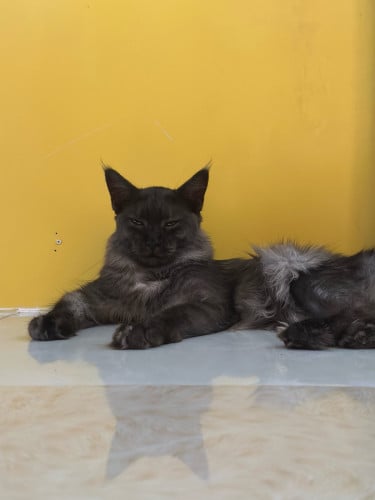 America Maine coon cat Black Mate