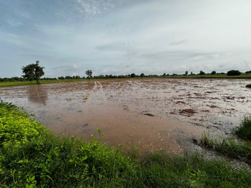 ដីស្រែលក់បន្ទាន់