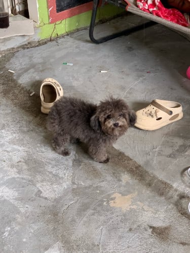 រកម្ចាស់ថ្មីពូជ Poodle T’Cup សុទ្ធ សុខភាពល្អអត់សូវមានពេលមេីលថែ