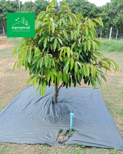 កន្ទេលគ្របស្មៅ ឬកម្រាលស្បៃគ្របតាមគល់ឈើ ការពារស្មៅមិនឱ្យដុះ Weed Barrier/Weed Mat