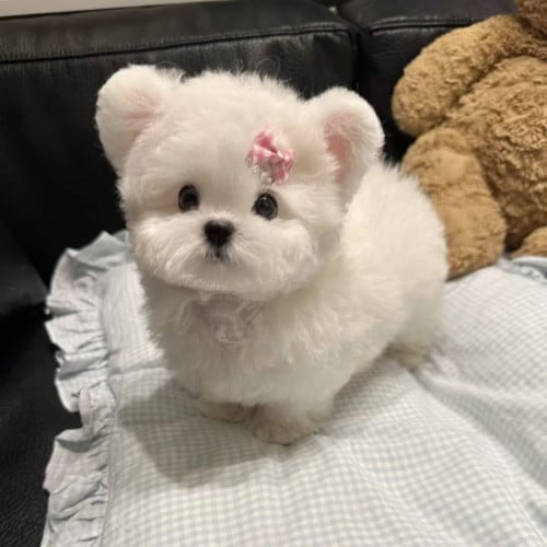 Bichon butterfly 🦋 ears