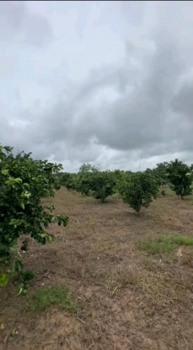 ដីចំការ លក់