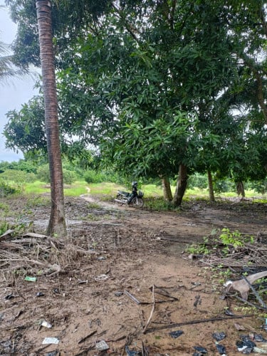 ដីចំការ លក់
