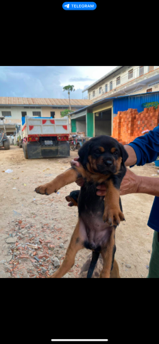 កូនRuttwieler កើតក្នុងស្រុកមេបាគីឡូធំ