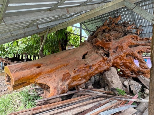 ប្រភេទឈើធ្នង់