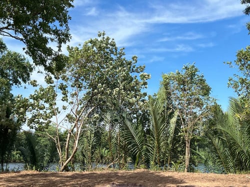 🏞️ ដីលក់ជាប់មាត់ព្រែក ប្រវែង ៣០០ មែត្រ / Riverside Land For Sale – 300 Meter Wide Along Riverfront