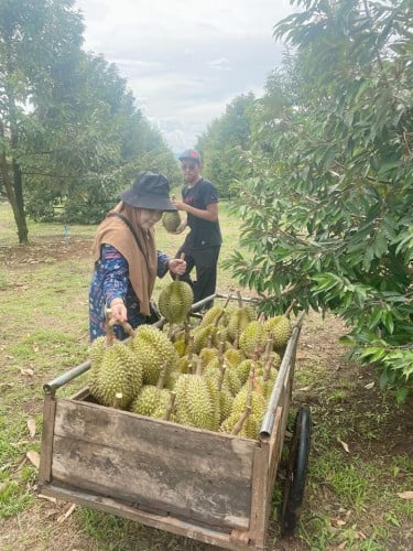 ចំការធុរេនលក់ ទំហំ3ហាត់តាលក់150000$ ប្លង់រឹង