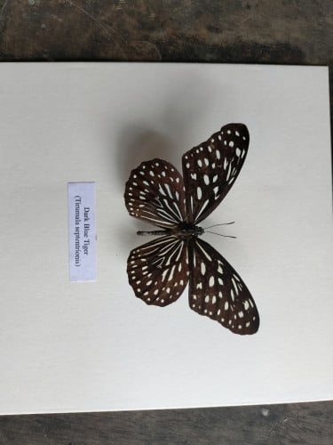 សុំសំណាកមេអំបៅ