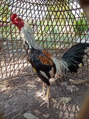 ចង់លក់ មាន់ ភូមា ឈ្នះពីរ ស្មើរមួយ