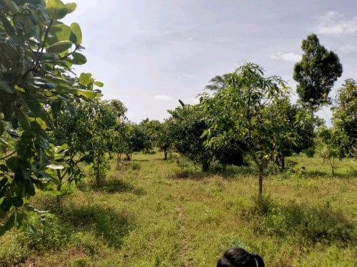 ដីលក់ ក្បាល30m×400m(ប្លង់បង្កាន់ដៃ)ចរចារ