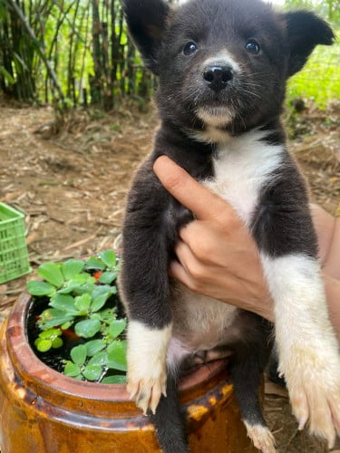 កូនកាត់ husky