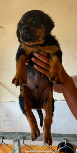 កូនRuttwieler អាយុ45day