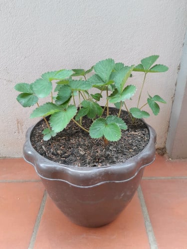 Strawberry 🍓 plant 🌿 for sale 6.5$