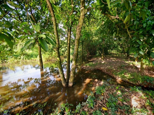 ដីលក់ក្រុងអរិយក្សត្រ​ 17.5m x 90m