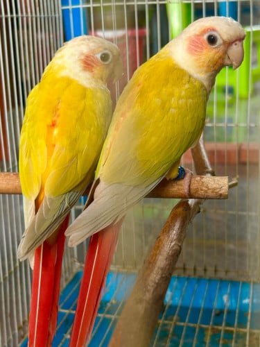 Suncheek conure