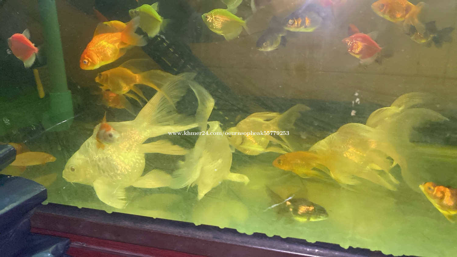 ត្រីខយសត price $29.7 in Boeng Tumpun 2, Mean Chey, Phnom Penh, Cambodia ...