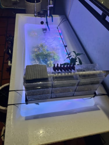 លក់អាងត្រី