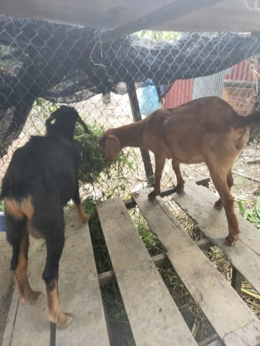 លក់ពពែមួយគូញីឈ្មោល មេផើមហើយ