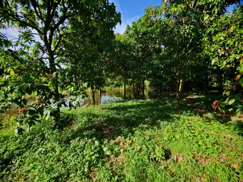 ដីលក់ក្រុងអរិយក្សត្រ​ 14.5m x 90m