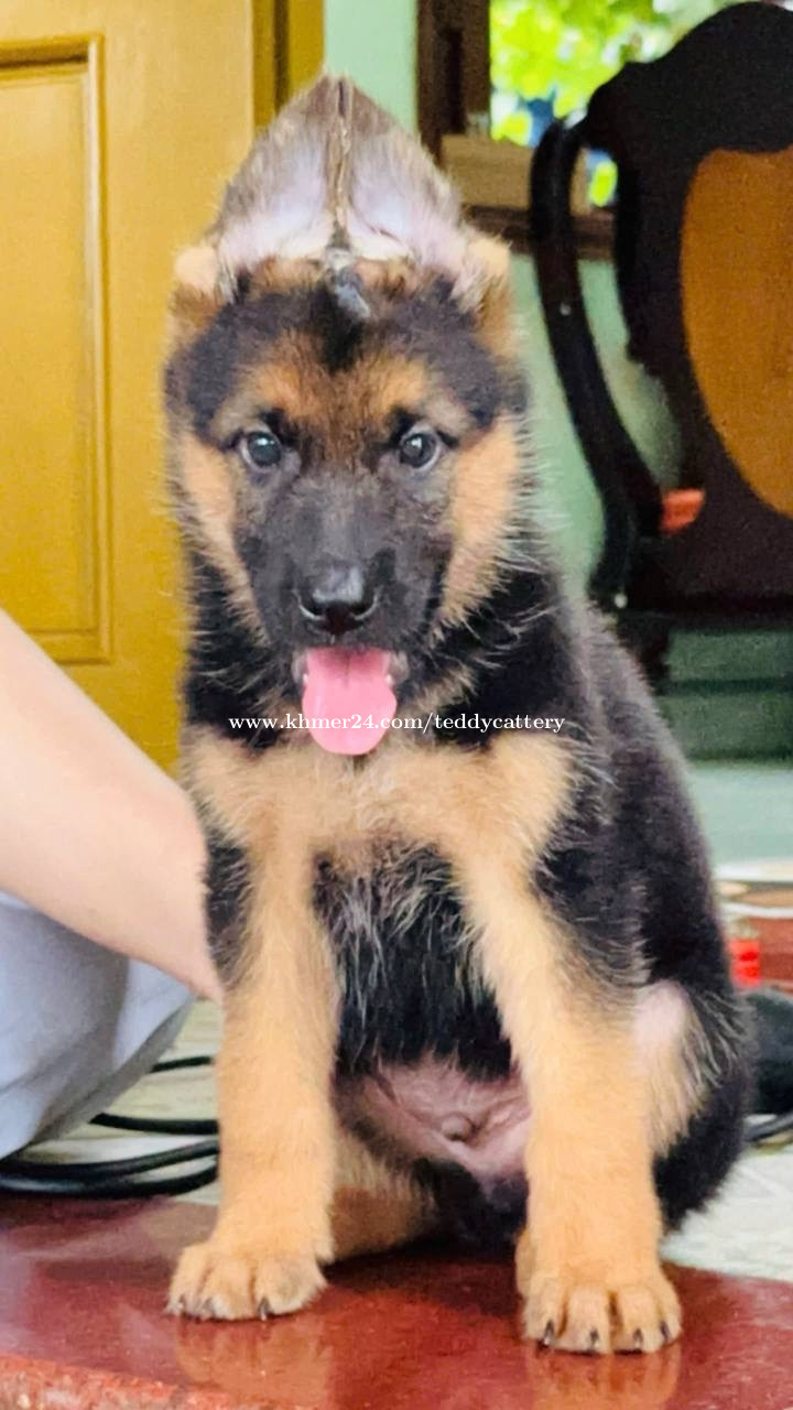 German shepherd price in Boeng Tumpun 1, Mean Chey, Phnom