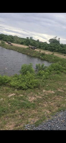 ដីសម្រាប់លក់