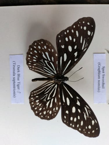 ស៊ុំរូបសំណាកមេអំបៅពិតៗ