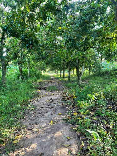 ដីលក់បន្ទាន់ ដីខ្លួនឯងផ្ទាល់