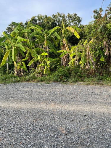 ដីលក់បន្ទាន់