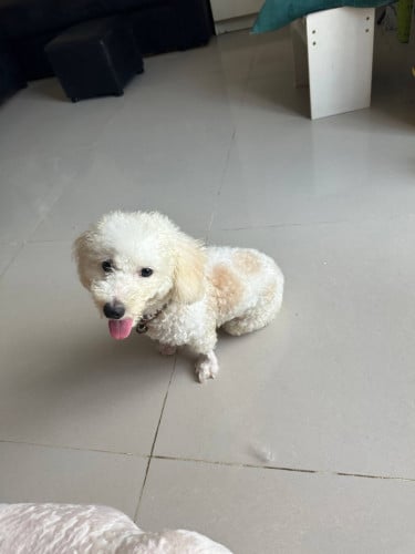 Male teacup poodle, white