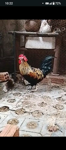 លក់មានស្ទាវទំងន់1kg