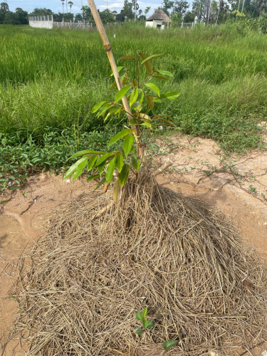 ដី 24*51m