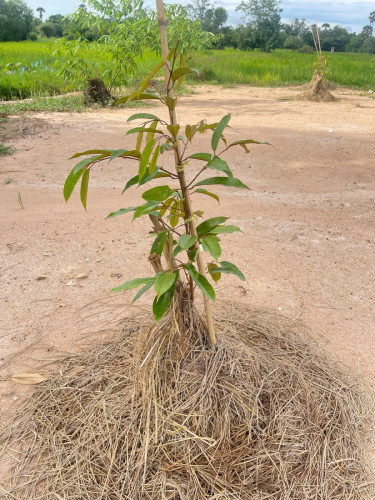 ដី 24*51m