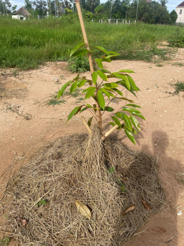 ដី 24*51m