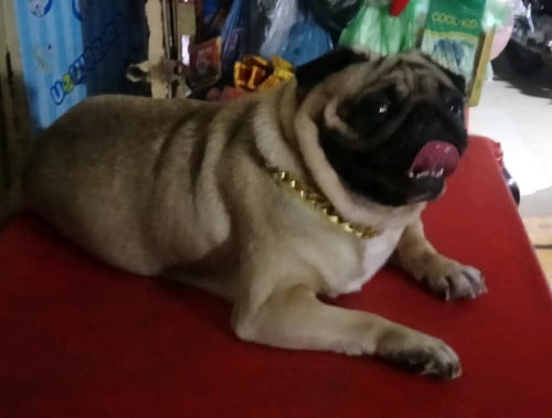 មានទទួលបង្កាត់ពូជជ្រួញសុទ្ធ