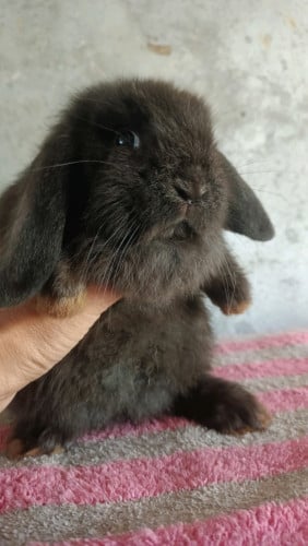 rabbit sell