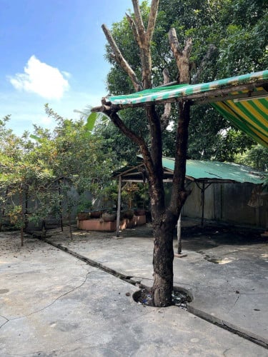 លក់បន្ទាន់