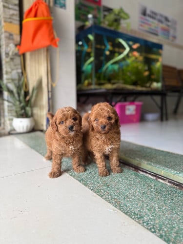 កូនPoodle សុទ្ធ