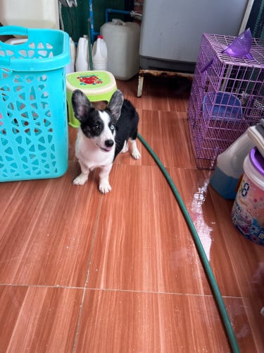 Corgi ភ្នែកញីឈ្មោល