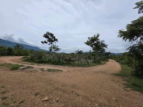 ដីជើងភ្នំគិរីរម្យ ក្បែរទឹកជ្រោះចំបក់ មានរីស្សតច្រើនលូតលាស់ជុំវិញ