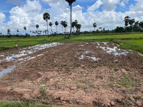 លក់ដីស្រែបន្ទាន់ 472m2 លក់ខាត