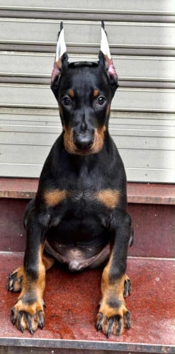 Doberman Pre Order 2 days