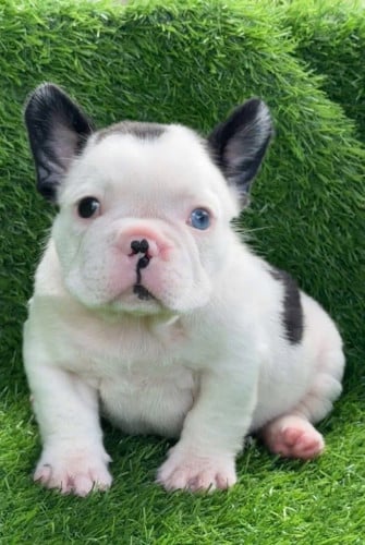 French Bulldog Pre Order 1 days