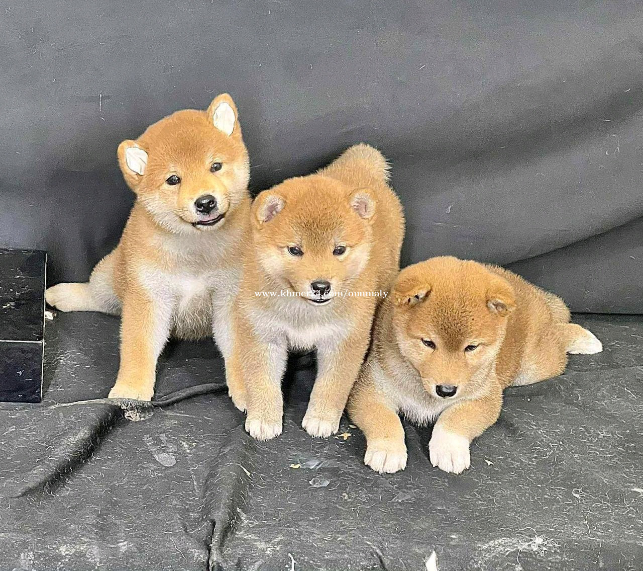 Shiba Inu price in Tuek Thla, Saensokh, Phnom Penh