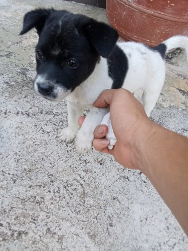 អូនឈ្មោះពីងៗចង់បានប៉ាៗមាំមីយកទៅចិញ្ចឹម