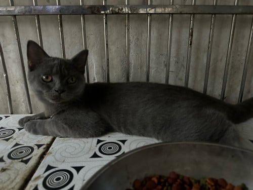 British Shorthair (Male)