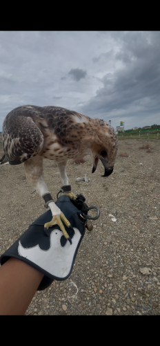 អកភ្នំឬអកព្រៃច្រើនពណ៍